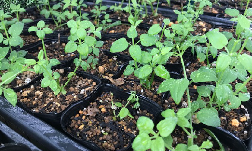 ポットによる栽培