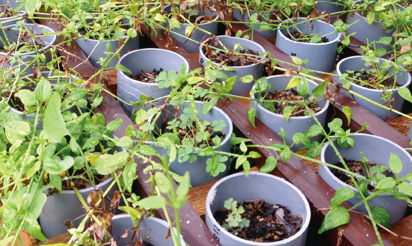 パイプによる栽培