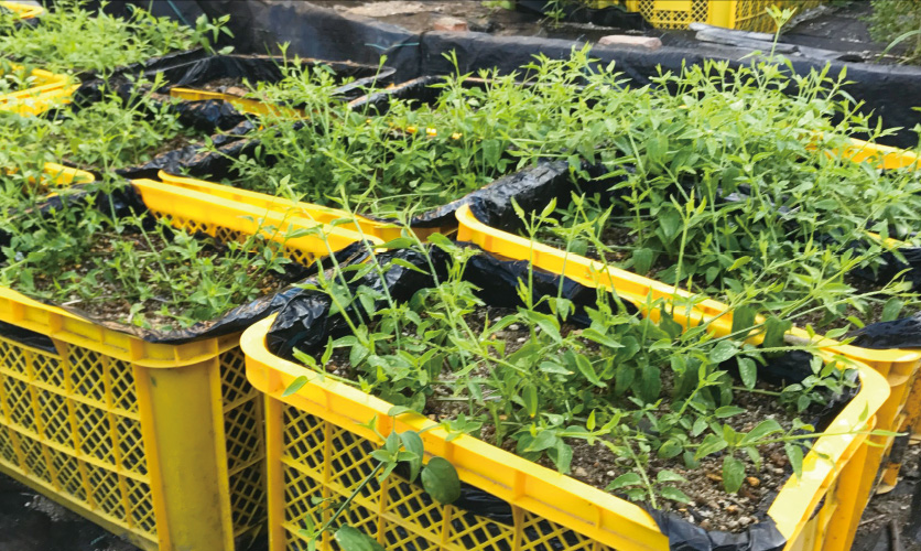 コンテナによる栽培