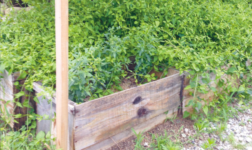 木箱による栽培