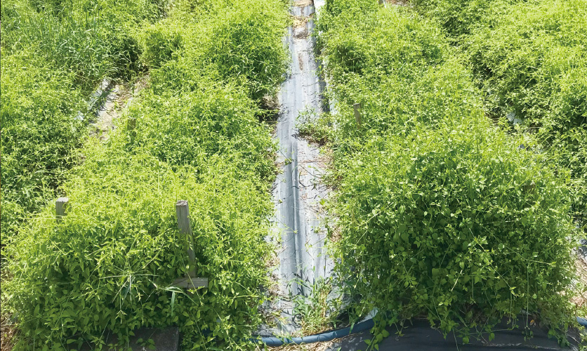 マルチによる栽培