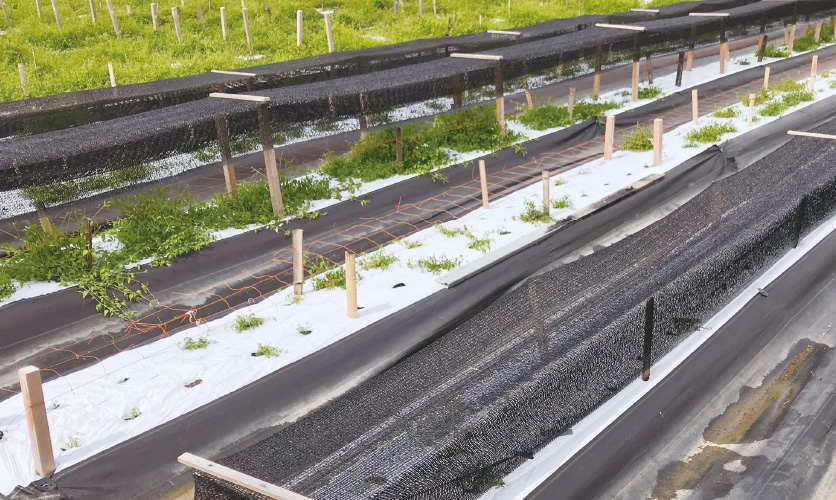 遮光による栽培