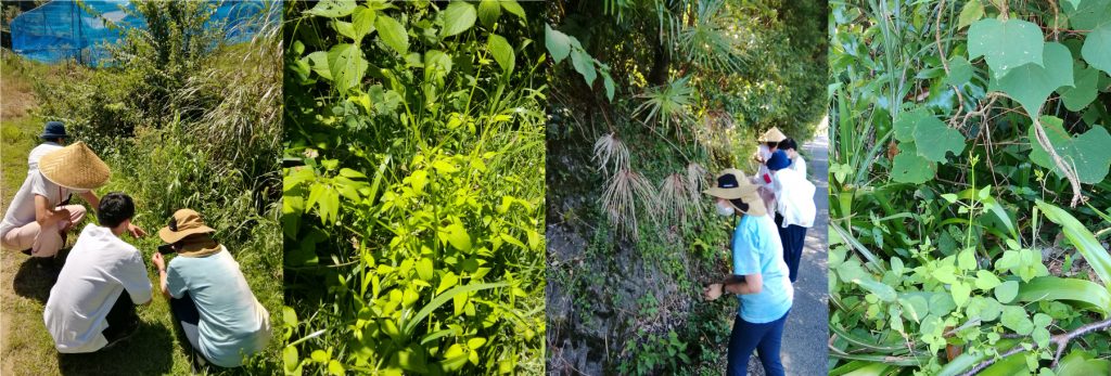 自生している日本茜の散策ツアー