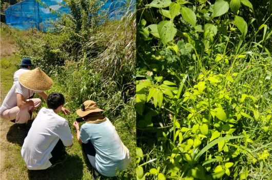 【イベント情報】「岸和田あかね街道散策ツアー」参加者募集のお知らせ