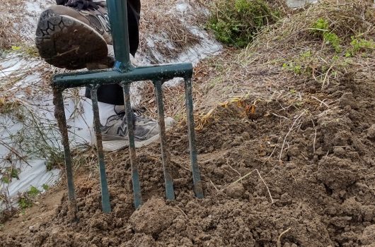 日本茜 赤根堀り体験会【2021.12.01～06】