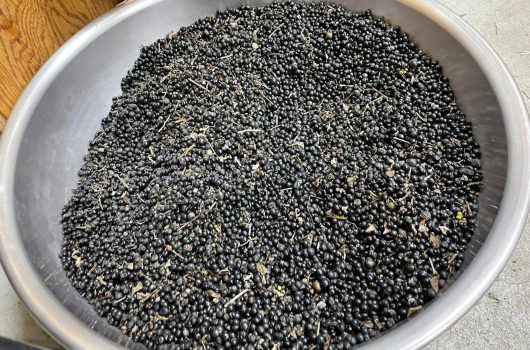 日本茜 種子の収穫・選別作業【2022.1.14】