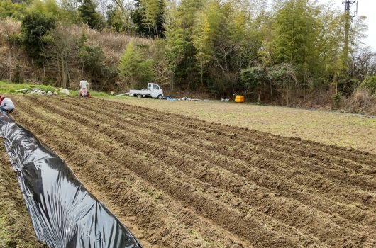日本茜の栽培作業【2022.04.02～03】