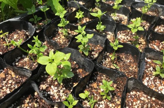 日本茜の苗作り【2022.04.16】