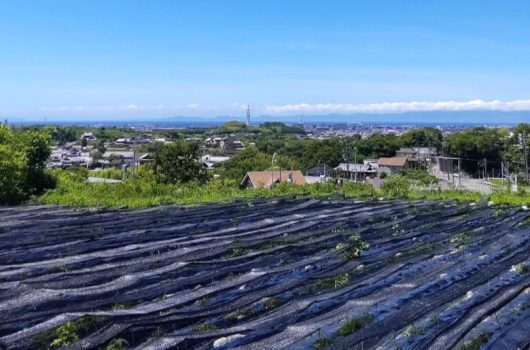 【活動情報】栽培チャレンジャー募集開始のお知らせ