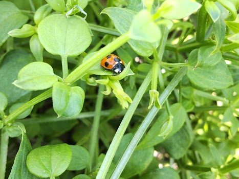 日本茜 栽培地の除草作業【2022.07.06～13】