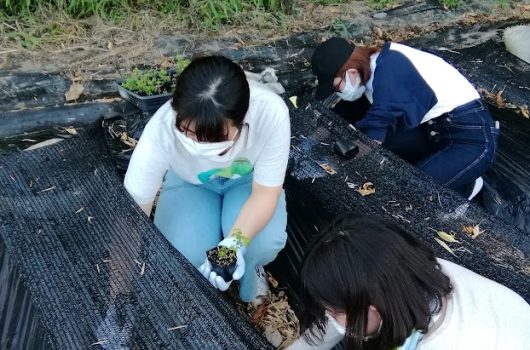 日本茜 産学連携活動【2022.08.01】