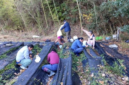 日本茜 種子の収穫体験【2022.12.08】